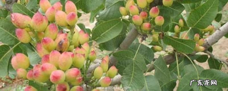 开心果树病虫害防治技术,附危害特征