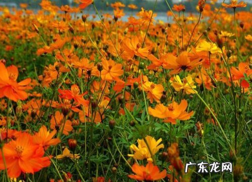 硫华菊什么时候开花 花期持续多久时间