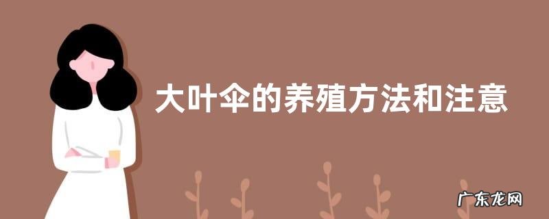 大叶伞的养殖方法和注意事项有哪些