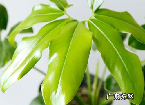 大叶伞的养殖方法和注意事项有哪些