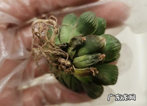 多肉叶尖发黑怎么办