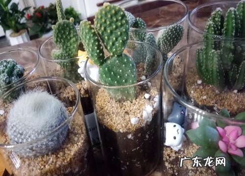 多肉叶尖发黑怎么办