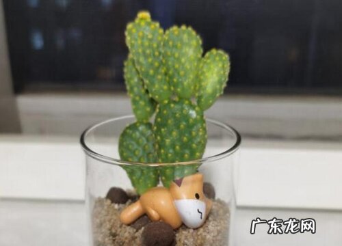 多肉叶尖发黑怎么办