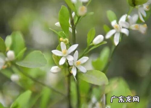 沙糖桔什么时候开花 一般几月份开放