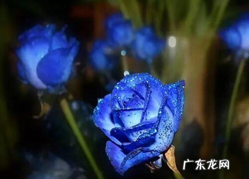 蓝色妖姬什么时候开花 开花时间是几月