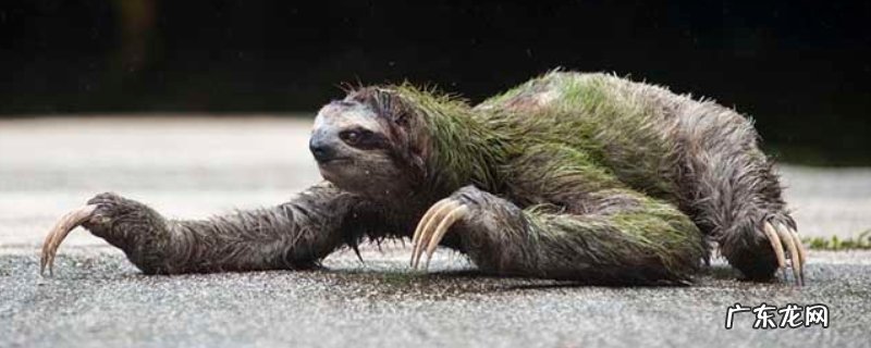 树懒寿命有多长?树懒吃什么食物