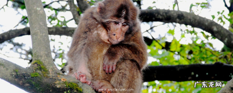猴子能活多少年，猴子吃什么食物，猴子能成为宠物吗