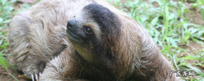树懒为什么没灭绝?它有多懒,又有哪些天敌