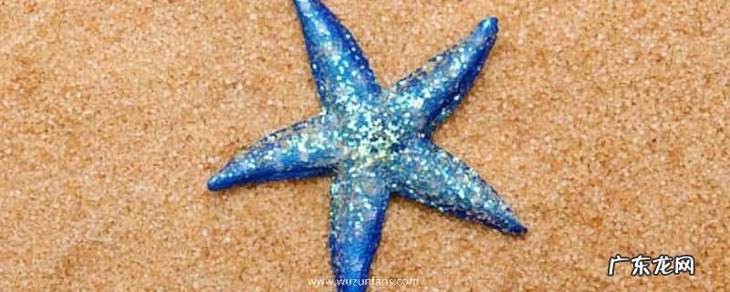 海星吃什么食物，海星的分类