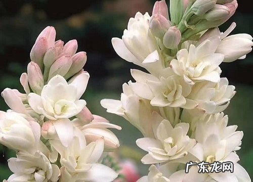 晚香玉什么时候开花 花期能开多长时间
