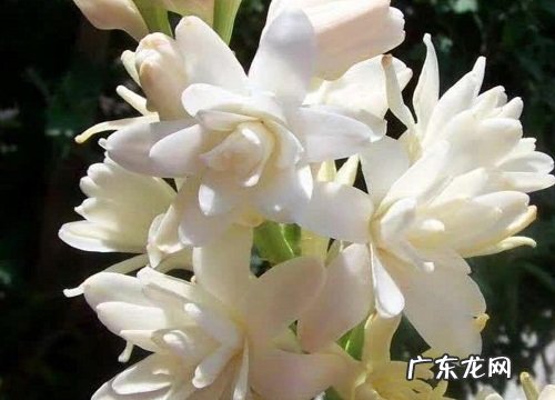 晚香玉什么时候开花 花期能开多长时间