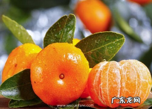 砂糖橘什么时候上市 成熟收获时间