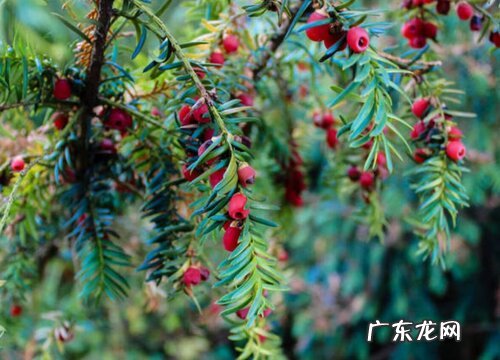 红豆杉什么时候开花 花期是几月份