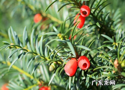 红豆杉什么时候开花 花期是几月份