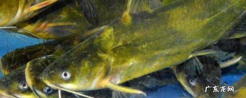 黄颡鱼疾病防治技术,详细介绍症状及防治方法