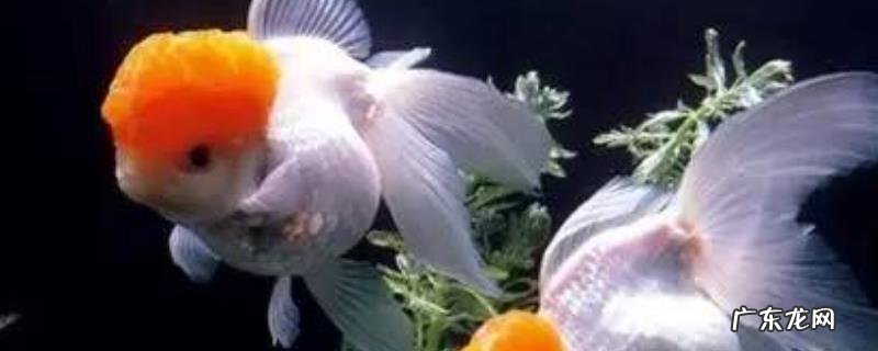 观赏鱼疾病防治大全，首选药物是食盐