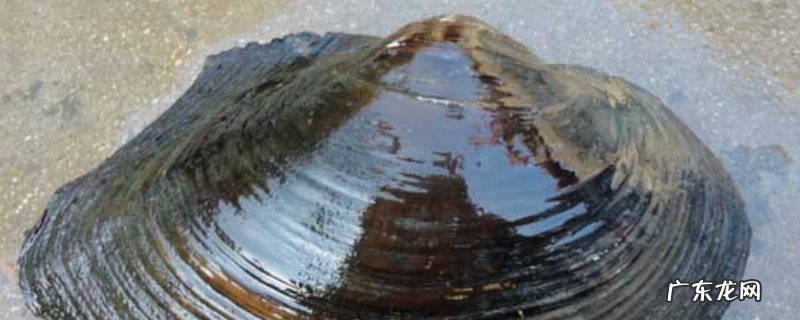 河蚌的呼吸器官是什么,河蚌吃什么食物