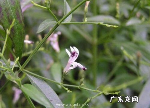 穿心莲开花吗 在什么时候开花