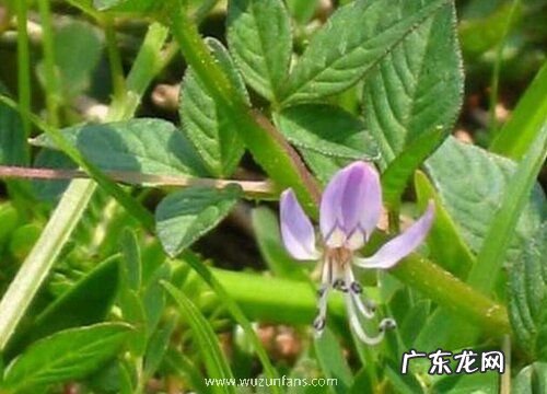 穿心莲开花吗 在什么时候开花