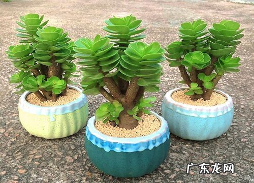 金钱木开花吗 开花有什么寓意