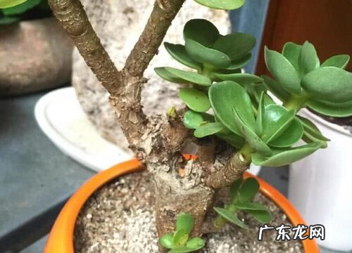 金钱木开花吗 开花有什么寓意