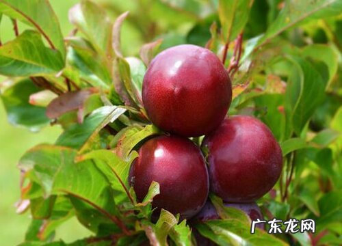 嵊州桃形李什么时候上市 几月份成熟上市