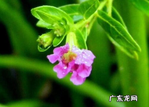 雪茄是什么植物的叶子