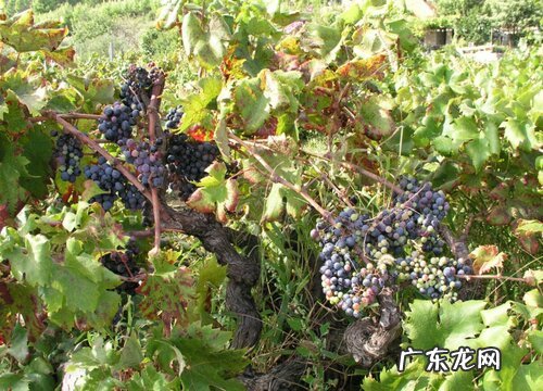葡萄树开花吗 花期是每年几月