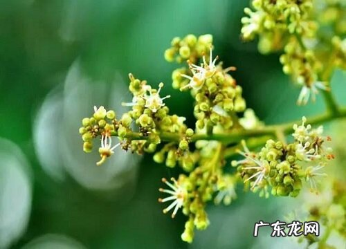 葡萄树开花吗 花期是每年几月