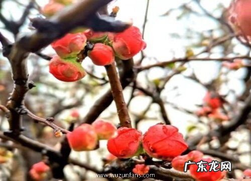 海棠花期养护方法