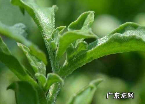 冰菜什么时候种植最好