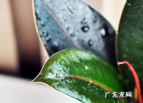 印度榕开花吗 开花是什么样子