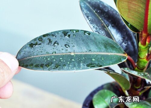 印度榕开花吗 开花是什么样子