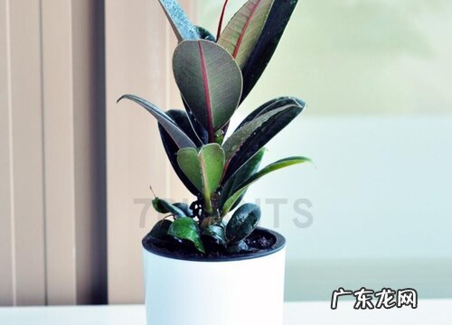 印度榕开花吗 开花是什么样子