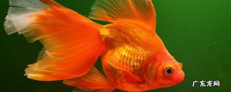 金鱼吃什么食物？不同阶段的饮食各不相同