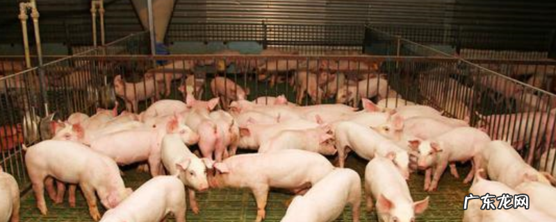 为什么要使用乳猪教槽料?乳猪教槽料的种类