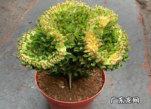 麒麟开花吗 开花是什么兆头