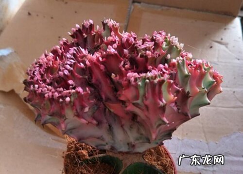 麒麟开花吗 开花是什么兆头