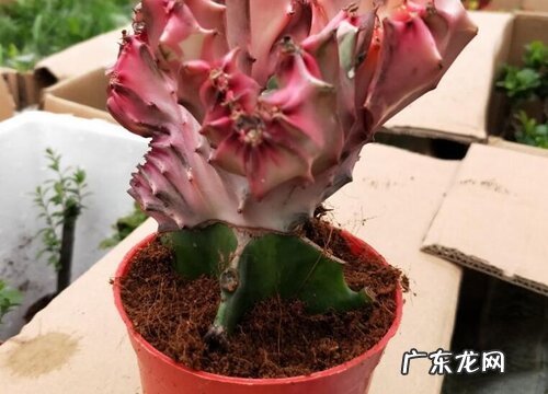 麒麟开花吗 开花是什么兆头