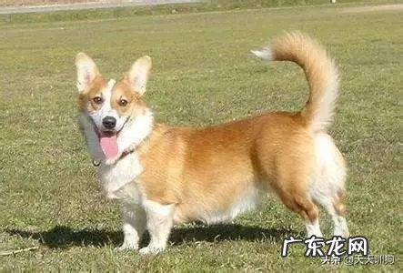 柯基为什么要断尾巴