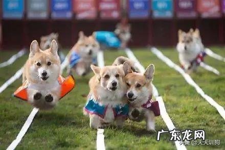 柯基为什么要断尾巴