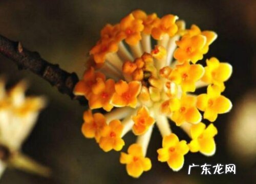 结香什么时候开花 一般几月份开花