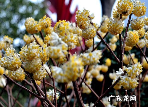 结香什么时候开花 一般几月份开花
