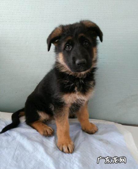 德牧幼犬挑选技巧 德牧幼犬怎么看纯不纯