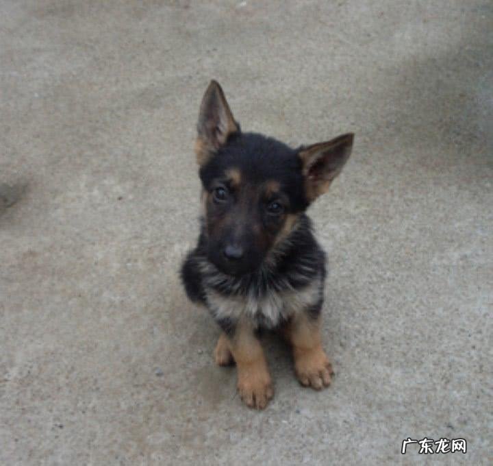 德牧幼犬挑选技巧 德牧幼犬怎么看纯不纯