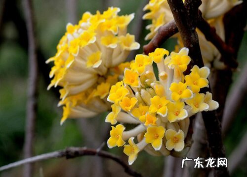 结香什么时候开花 一般几月份开花