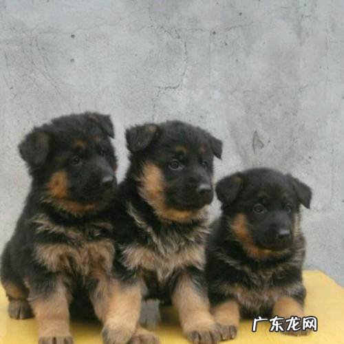 德牧幼犬挑选技巧 德牧幼犬怎么看纯不纯
