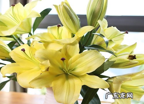 表示道歉的花 花语是道歉的花