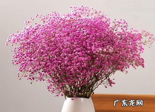 表示道歉的花 花语是道歉的花