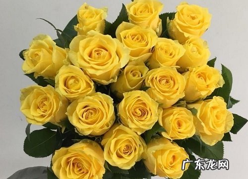 表示道歉的花 花语是道歉的花